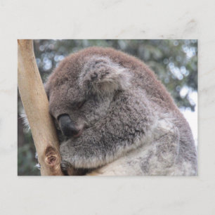 koala sov vykort