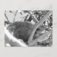 Koala sovande, svart & vitt fotografi, Australien