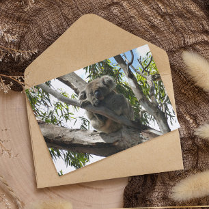 Koala - Sovande Vykort