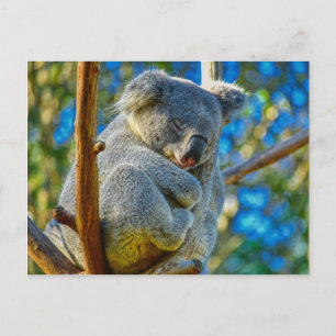Koala sover fredligt i träd vykort