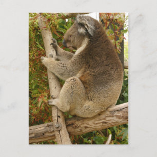 Koala sover på träd vykort