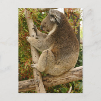 Koala sover på träd vykort
