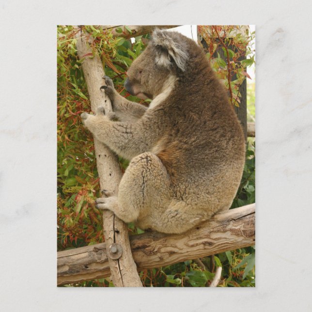 Koala sover på träd vykort (Framsida)