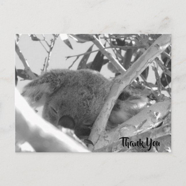 Koala sover, svartvit bild, Australien Vykort (Framsida)