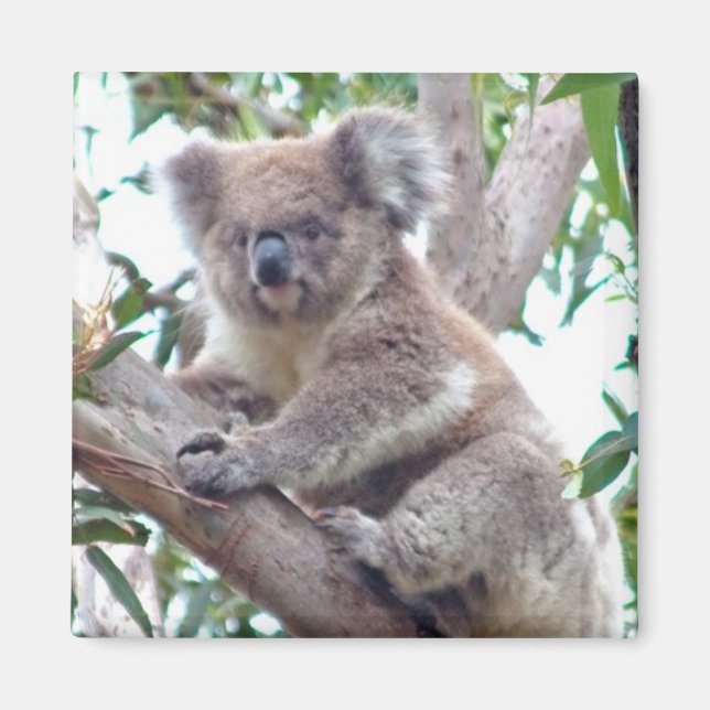 Koala Square Magnet (Framsidan)