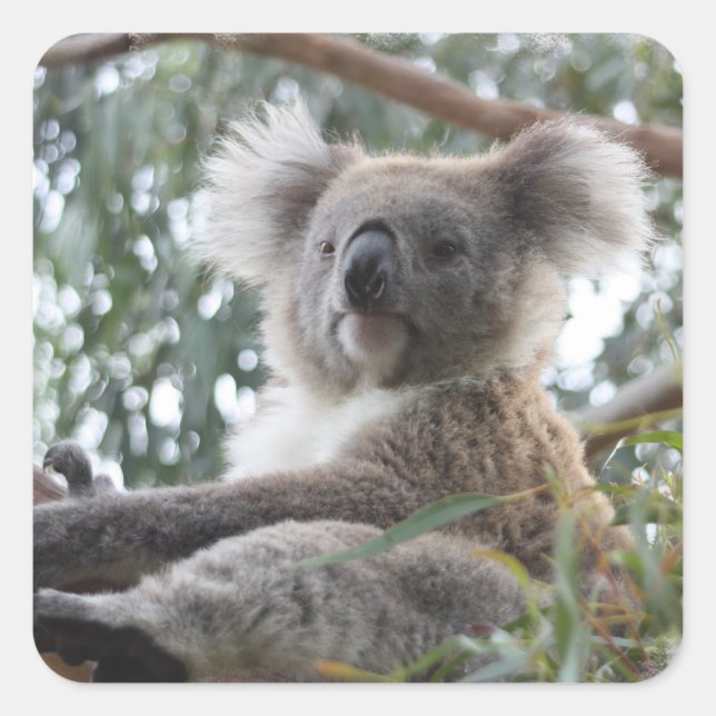 Koala Sticker Fyrkantigt Klistermärke (Framsida)