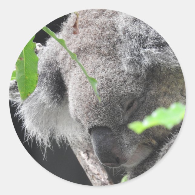 Koala Sticker Runt Klistermärke (Framsida)