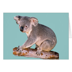 Koala Teckning Hälsningskort