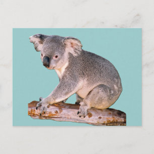 Koala Teckning Vykort