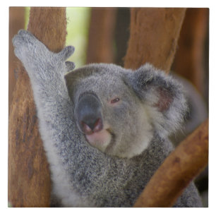 Koala Tile Kakelplatta