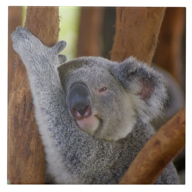 Koala Tile Kakelplatta (Framsidan)