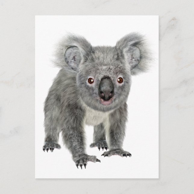 Koala Tittar Forward Vykort (Framsida)