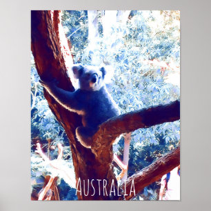 Koala (träd), Australien Poster