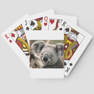 koala un animal unico kortlek