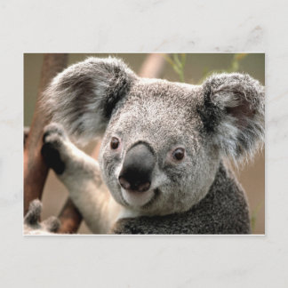 koala un animal unico vykort