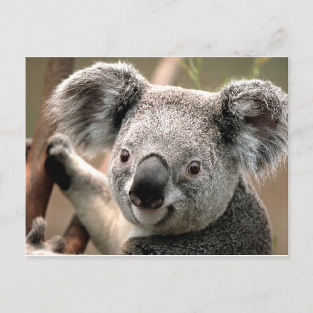 koala un animal unico vykort (Framsida)