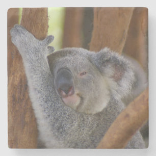 Koala Underlägg Sten