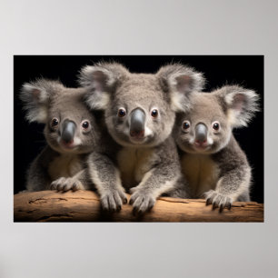 Koala Vild Animal Porträtt Nature Beauty Poster