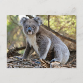 Koala Vykort