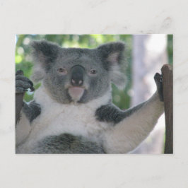 Koala Vykort