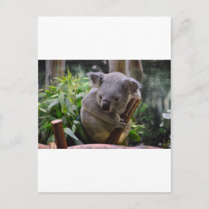 Koala Vykort