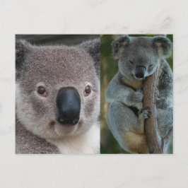 Koala Vykort
