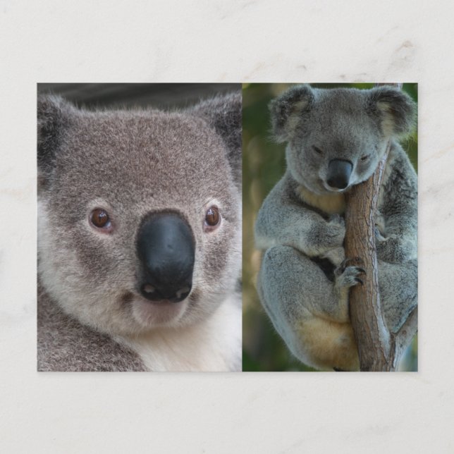Koala Vykort (Framsida)