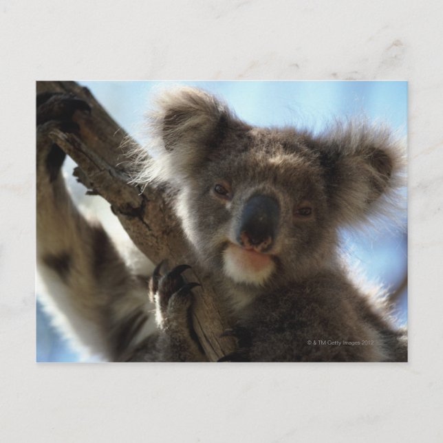 koala vykort (Framsida)