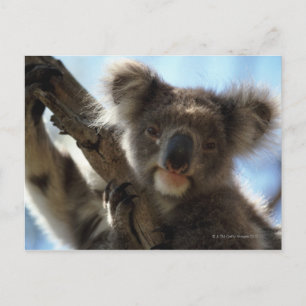 koala vykort
