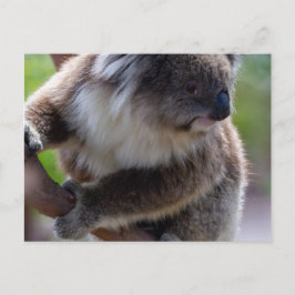 Koala Vykort