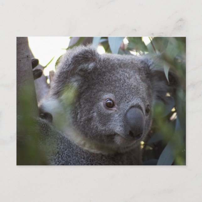 Koala Vykort (Framsida)