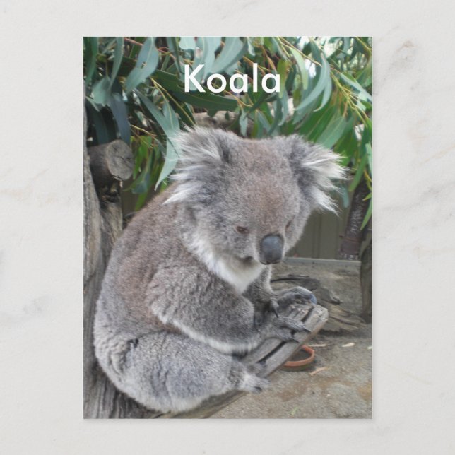 Koala Vykort (Framsida)