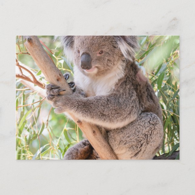 Koala Vykort (Framsida)
