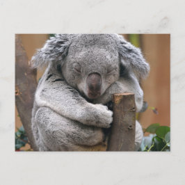 Koala Vykort