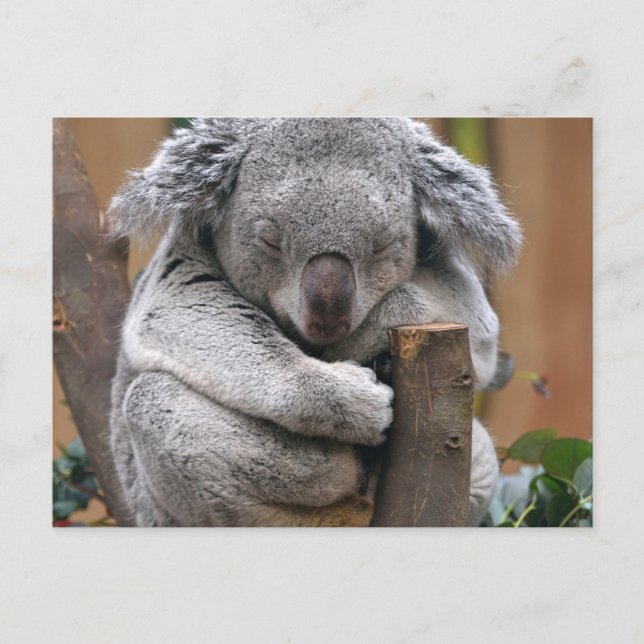 Koala Vykort (Framsida)