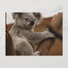 Koala Vykort