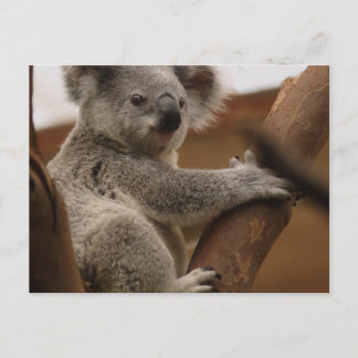 Koala Vykort