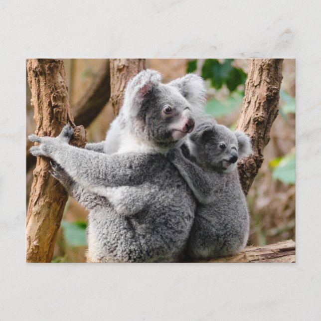 Koala Vykort (Framsida)