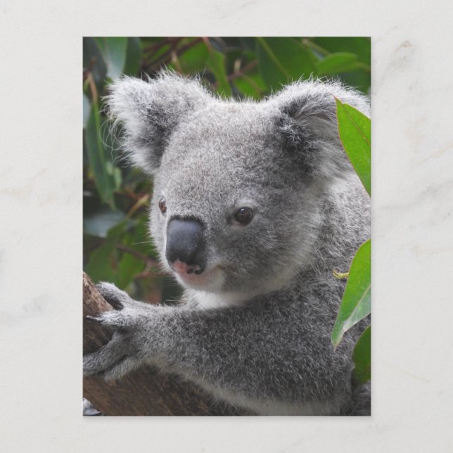 Koala Vykort (Framsida)