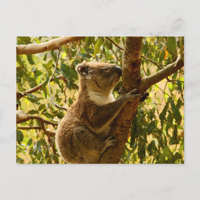 Koala Vykort (Framsida)