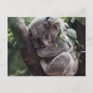 Koala Vykort