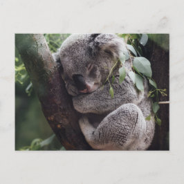 Koala Vykort
