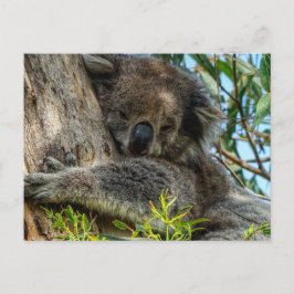 Koala Vykort