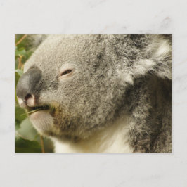 Koala Vykort