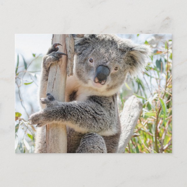 Koala Vykort (Framsida)