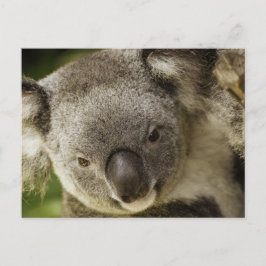 Koala Vykort