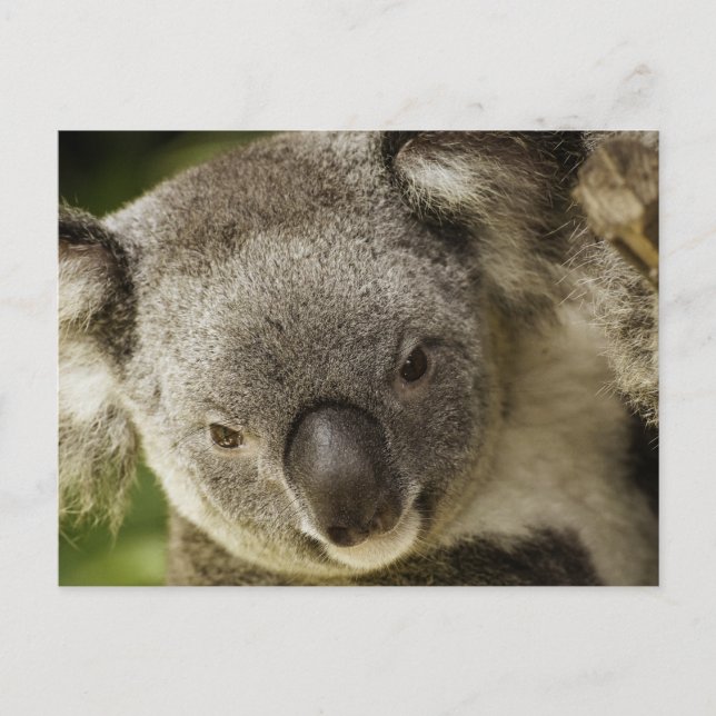 Koala Vykort (Framsida)