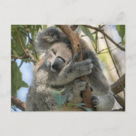 Koala Vykort