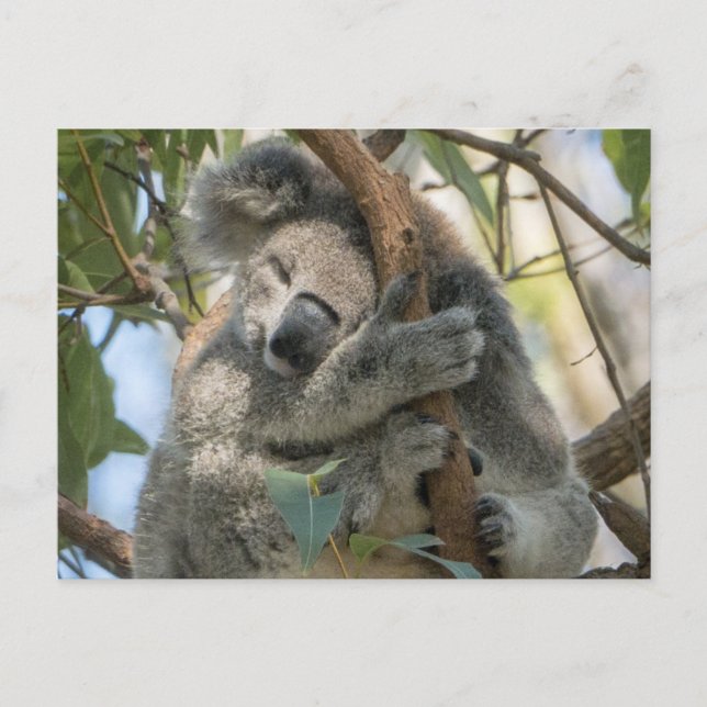 Koala Vykort (Framsida)
