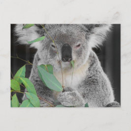 Koala Vykort